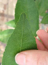             Margin (Phillip Rucks Citrus Nursery, Frostproof, FL)       