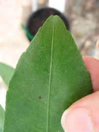              Margin (Phillip Rucks Citrus Nursery, Frostproof, FL)       