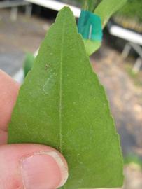              Margin (Phillip Rucks Citrus Nursery, Frostproof, FL)       