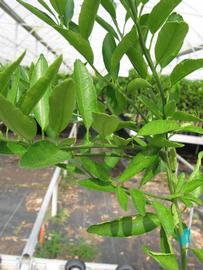            Leaves (Phillip Rucks Citrus Nursery, Frostproof, FL)   