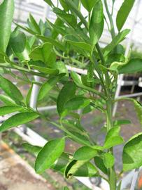            Leaves (Phillip Rucks Citrus Nursery, Frostproof, FL)   