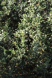            Habit (Egyptian, Riverside, CA)   