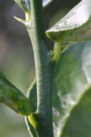            First year twig (Egyptian, Riverside, CA)   