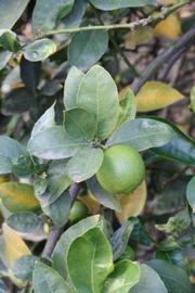            Sun leaves (Egyptian, Riverside, CA)   
