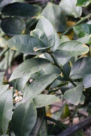            Sun leaves (Egyptian, Riverside, CA)   