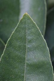            Margin (Egyptian, Riverside, CA)   