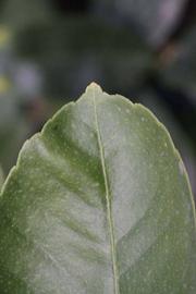            Margin (Egyptian, Riverside, CA)   