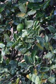            Sun leaves (Egyptian, Riverside, CA)   