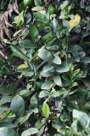            Sun leaves (Egyptian, Riverside, CA)   