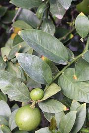            Sun leaves (Egyptian, Riverside, CA)   