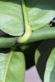            Petiole (Egyptian, Riverside, CA)   