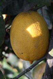            Fruit (Egyptian, Riverside, CA)   