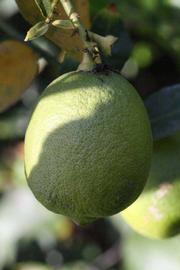            Fruit (Egyptian, Riverside, CA)   