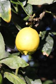            Fruit (Egyptian, Riverside, CA)   