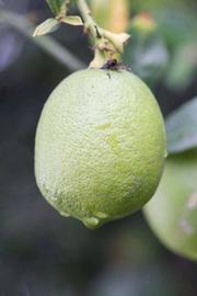            Fruit (Egyptian, Riverside, CA)   