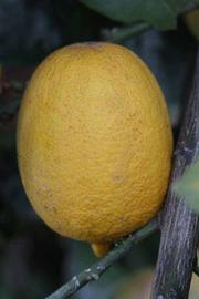            Fruit (Egyptian, Riverside, CA)   