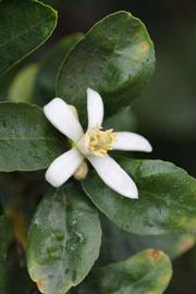            Flower (Egyptian, Riverside, CA)   