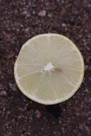            Fruit cross-section (Egyptian, Riverside, CA)   