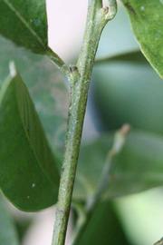            First year twig (Riverside, CA)   