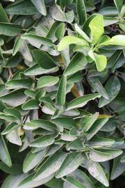              Sun leaves (Riverside, CA)       