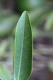              Margin (Riverside, CA)       