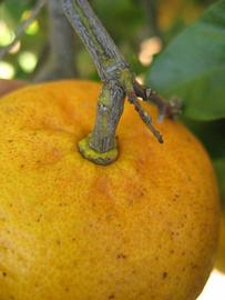              Fruit (Winter Haven, FL)       