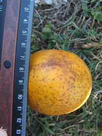              Fruit (Winter Haven, FL)       