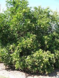            Habit (Winter Haven, FL)   