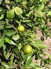              Sun leaves (Winter Haven, FL)       