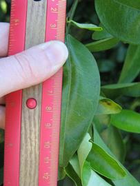              Unifoliolate leaf (Winter Haven, FL)       