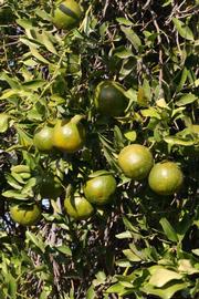             Sun leaves (Riverside, CA)   