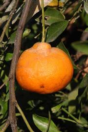               Fruit (Riverside, CA)       