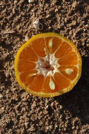              Fruit cross-section (Riverside, CA)       