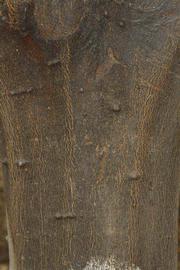            Bark (Riverside, CA)   