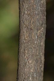              Second - third year twig (Riverside, CA)       