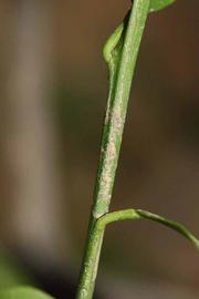            First year twig (Riverside, CA)   