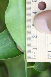              Unifoliolate leaf (Riverside, CA)       