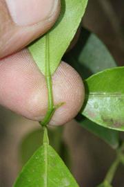              Petiole (Riverside, CA)       