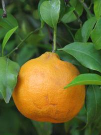            Fruit (Riverside, CA)   