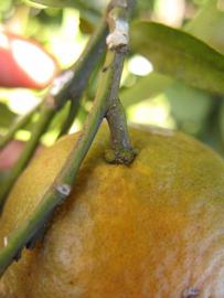              Fruit (Winter Haven, FL)       