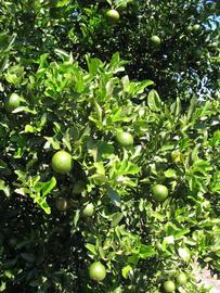              Sun leaves (Winter Haven, FL)       