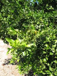              Sun leaves (Winter Haven, FL)       