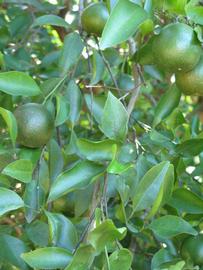              Shade leaves (Winter Haven, FL)       
