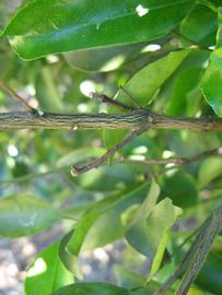              Second - third year twig (Winter Haven, FL)       