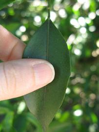              Unifoliolate leaf (Winter Haven, FL)       