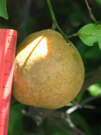            Fruit (Winter Haven, FL)   