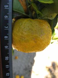              Fruit (Winter Haven, FL)       