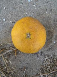              Fruit (Winter Haven, FL)       