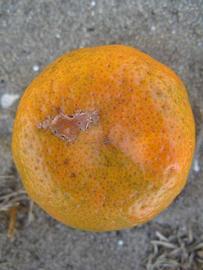              Fruit (Winter Haven, FL)       