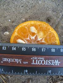              Fruit cross-section (Winter Haven, FL)       